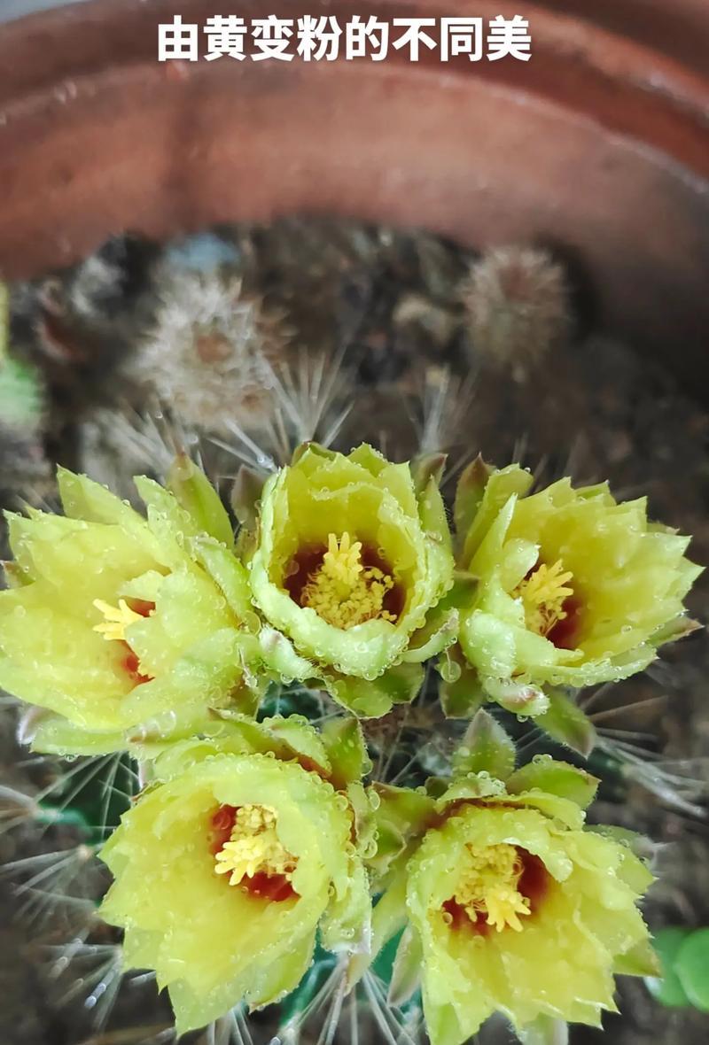 黄色寓意好的花有哪些？如何选择寓意好的黄色花？