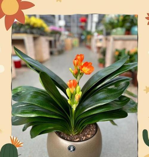 哪种花象征和谐与幸福？