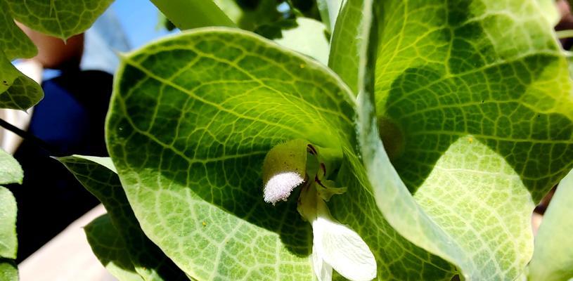 绿色植物象征什么花？绿色植物的花语是什么？