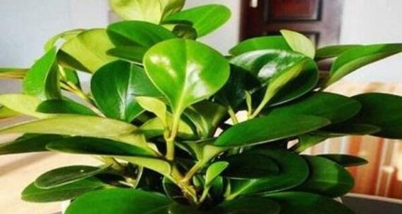 绿色植物象征什么花？绿色植物的花语是什么？