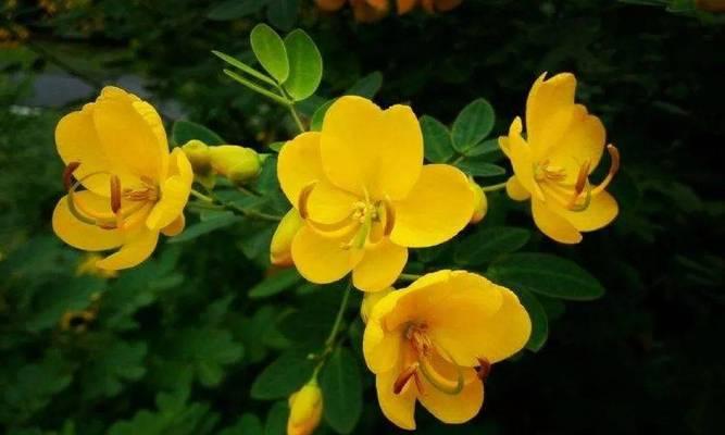 24个节气的花语是什么？每个节气对应的花语有哪些？