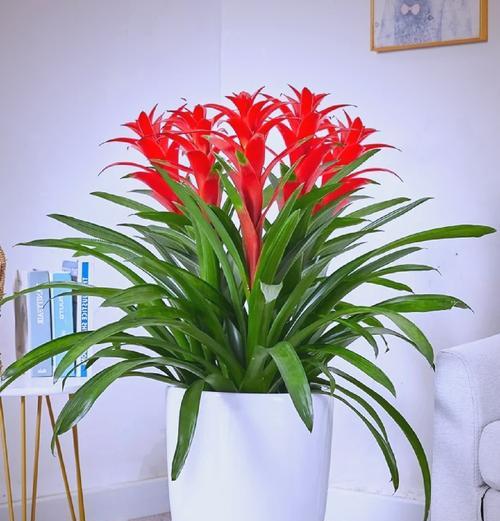 哪些花象征着兴旺和富贵？