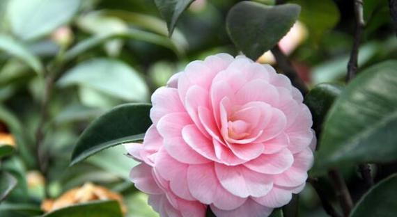 粉色花取名寓意是什么？粉色花朵命名背后的意义是什么？