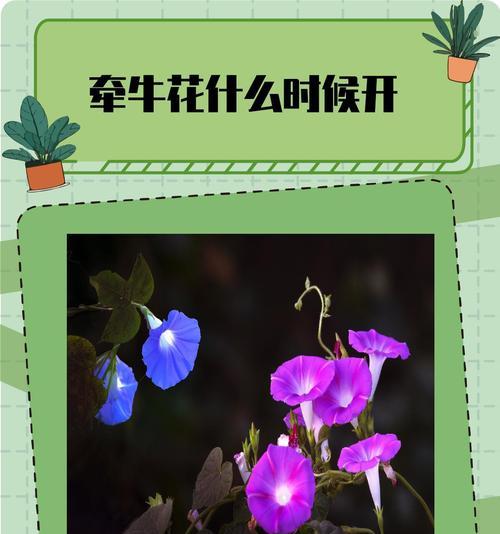 花在不同季节的作用是什么？季节花的意义有哪些？