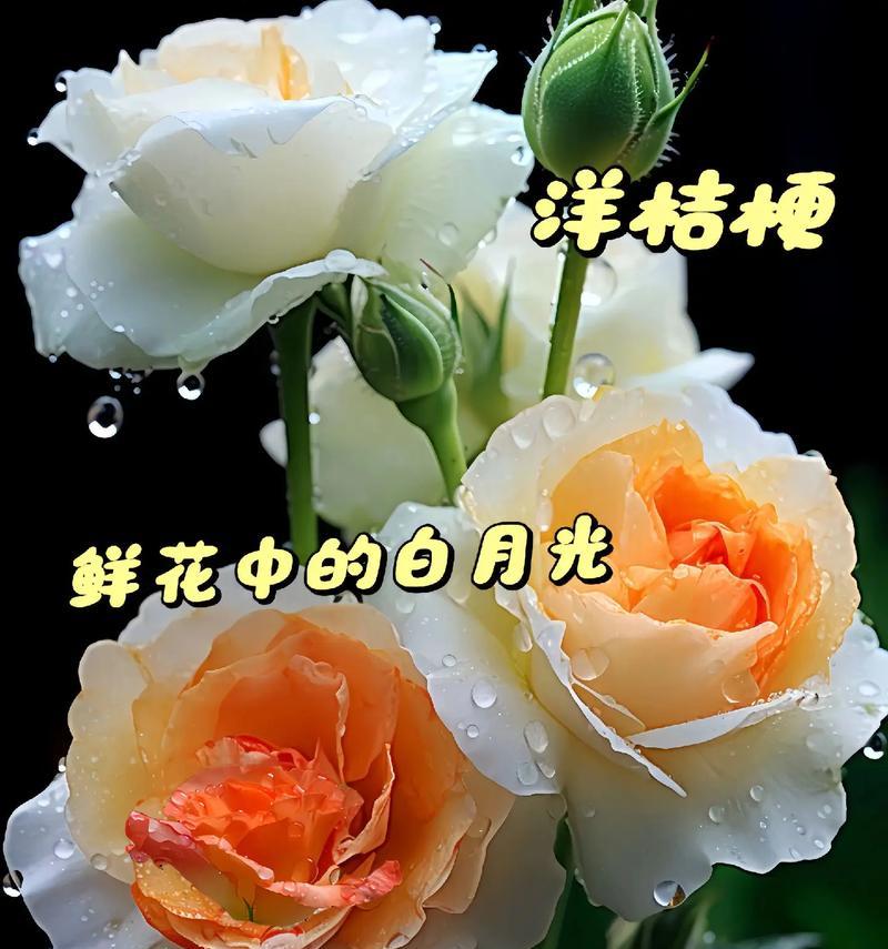 花在不同季节的作用是什么？季节花的意义有哪些？