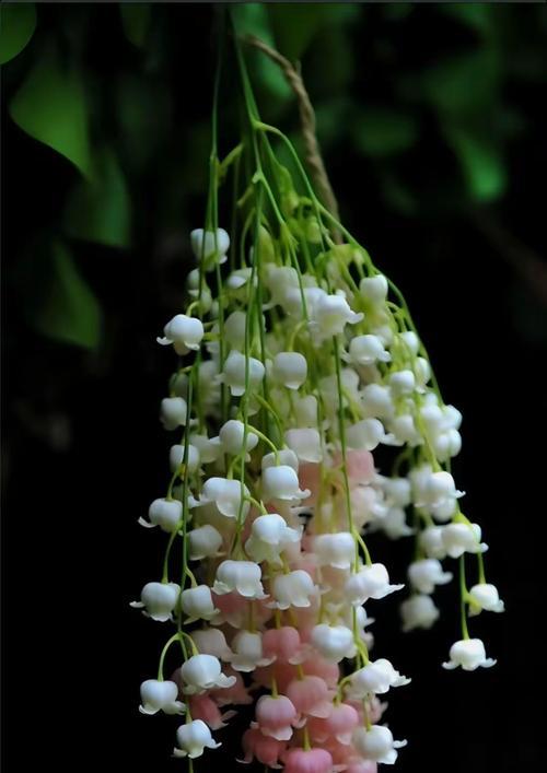 白色凤玲花代表什么？它的花语是什么？