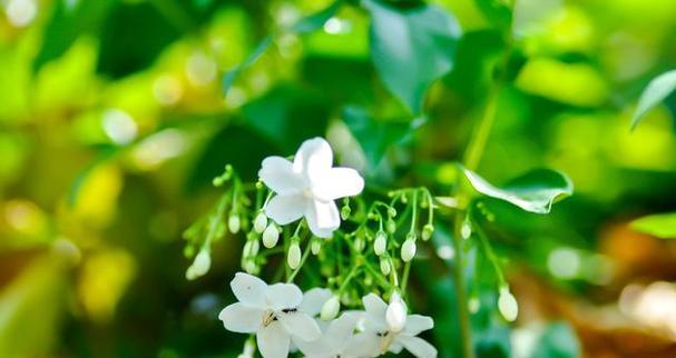 白色凤玲花代表什么？它的花语是什么？
