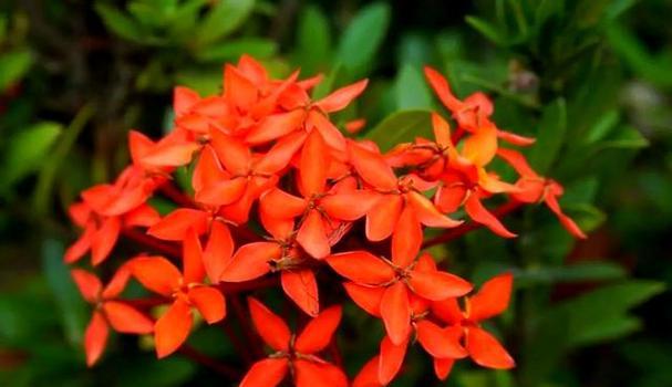 红色龙船花象征什么？红色龙船花的寓意有哪些？