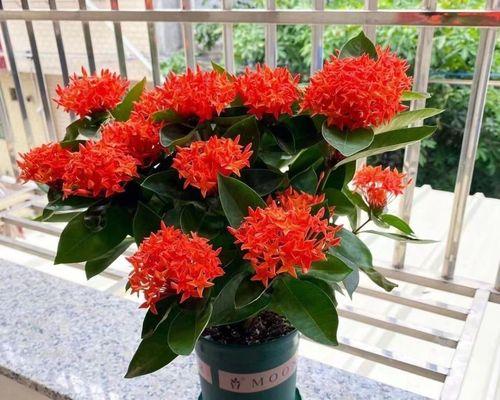 红色龙船花象征什么？红色龙船花的寓意有哪些？
