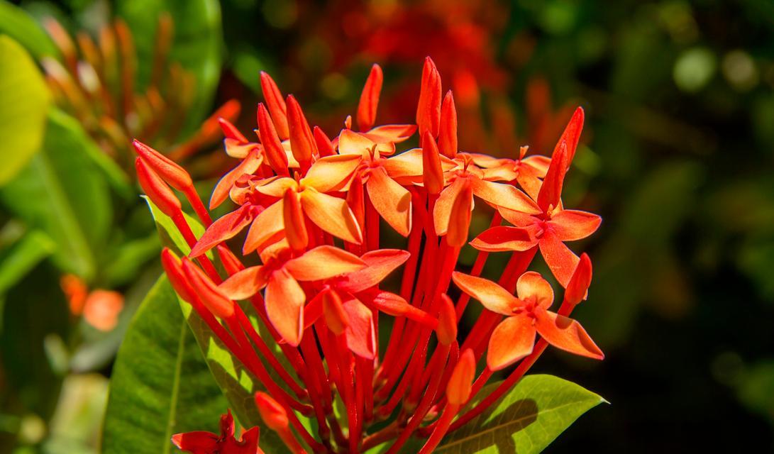红色龙船花象征什么？红色龙船花的寓意有哪些？
