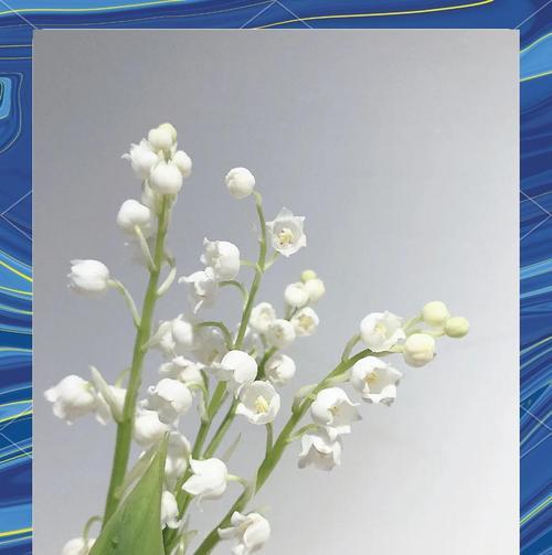 哪些花语象征平和？手捧花中哪些花象征平和？
