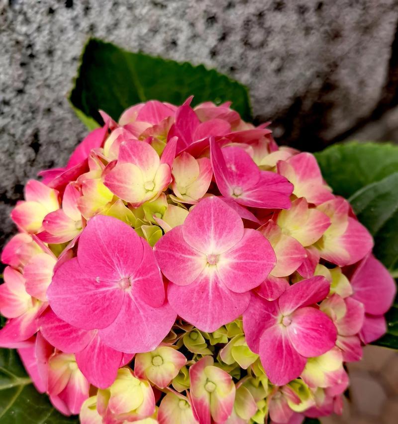 一枝花两种颜色代表了什么？