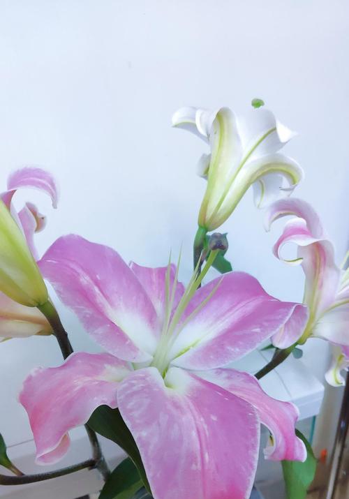 一枝花两种颜色代表了什么？