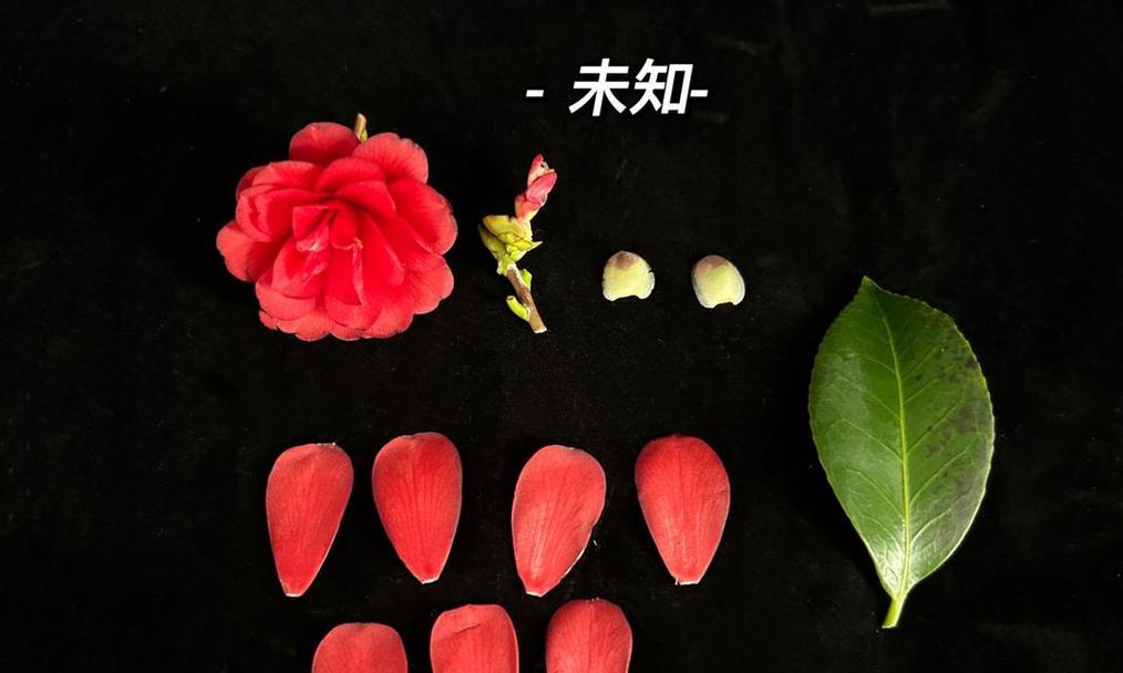 黑色的花通常象征着什么？