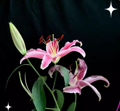 黑色的花通常象征着什么？