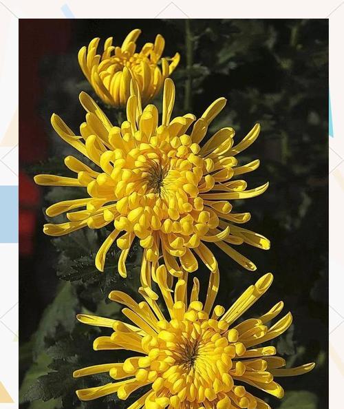 向西方采吉祥花有何寓意？吉祥花的西方文化含义是什么？