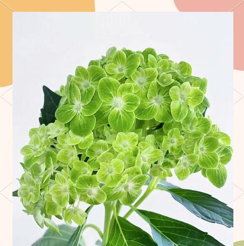 向西方采吉祥花有何寓意？吉祥花的西方文化含义是什么？