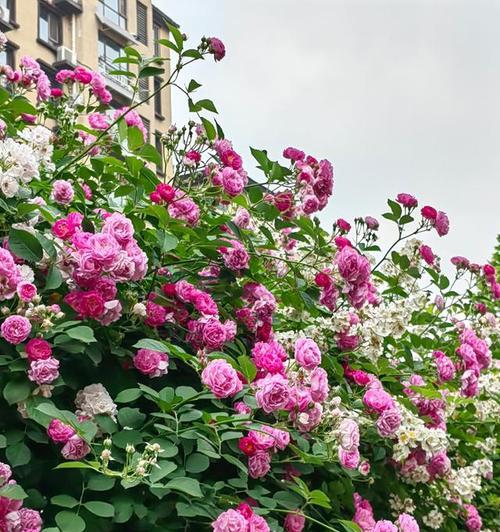 蔷薇花语代表爱情吗？蔷薇的花语是什么？