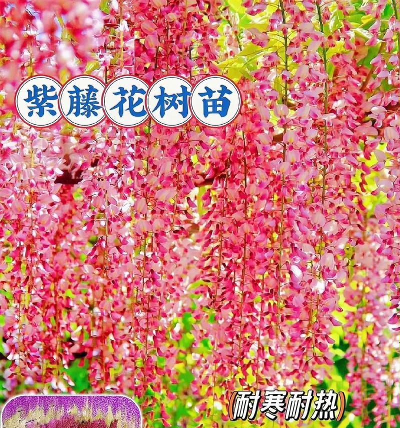 紫藤花颜色代表什么意义？