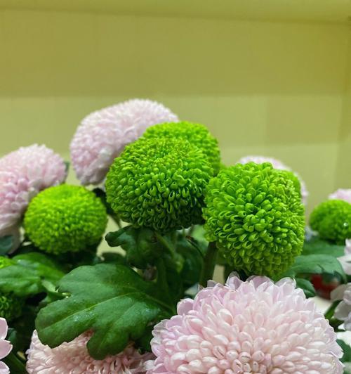 顺心顺意的花语是什么？