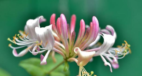 白色单花手链象征什么？手链中的花语有何深意？