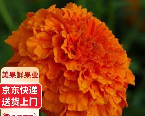 桔黄色花送人有何寓意？