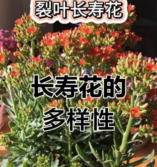 哪些花象征长寿？长寿花的种类有哪些？