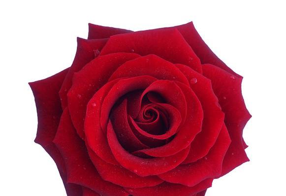 红色玫瑰花送给同事的寓意是什么？职场送花的礼仪有哪些？