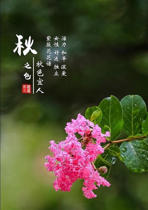 哪些花寓意好运？花语大全中好运的花有哪些？