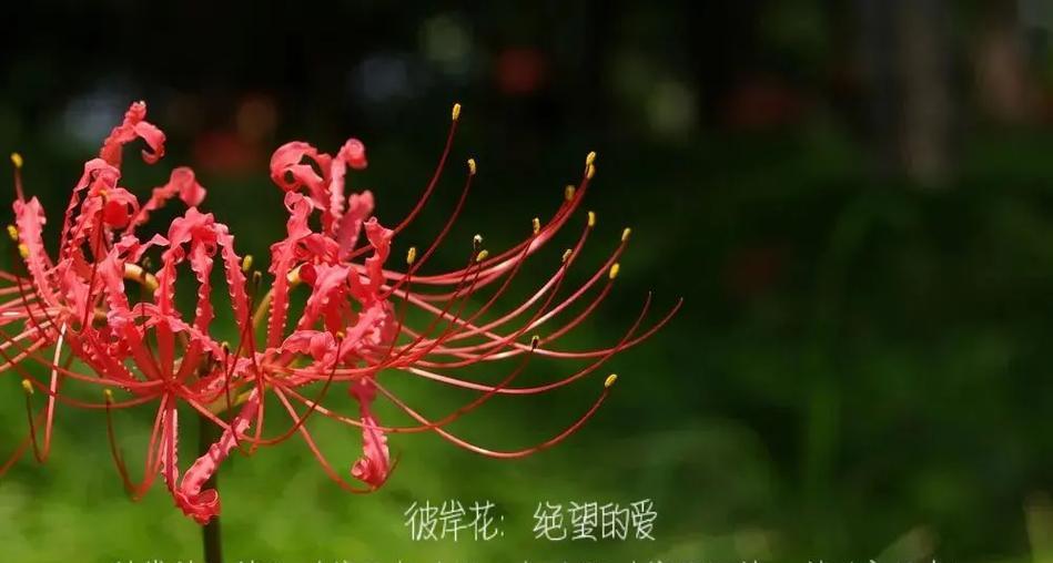 哪种花代表绝望的爱情？它们的花语是什么？