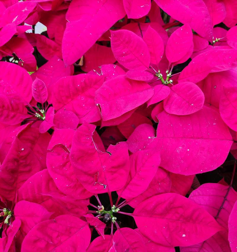 哪些花象征着节日？节日中常见的花卉及其寓意有哪些？