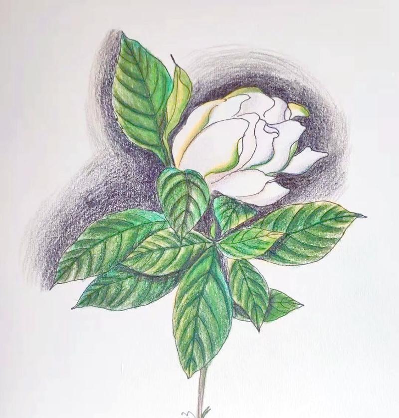 栀子花在端午节有何特别含义？