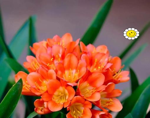 吉祥的花有哪些？它们各自代表了哪些积极的寓意？