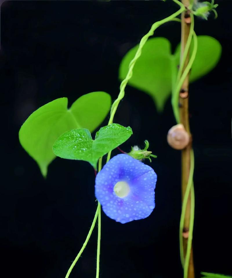 哪种花寓意期盼爱情？期盼爱情的花有哪些？