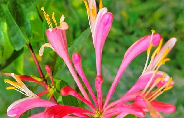 哪些花卉代表爱情的意义？花卉与爱情的联系是什么？