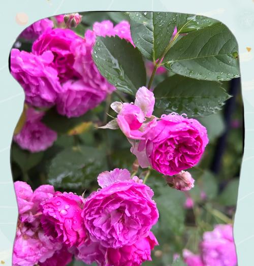 粉色公主裙玫瑰花有何特殊含义？粉色玫瑰花的寓意是什么？