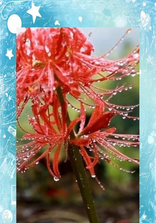 悲剧爱情花有哪些？它们的象征意义是什么？