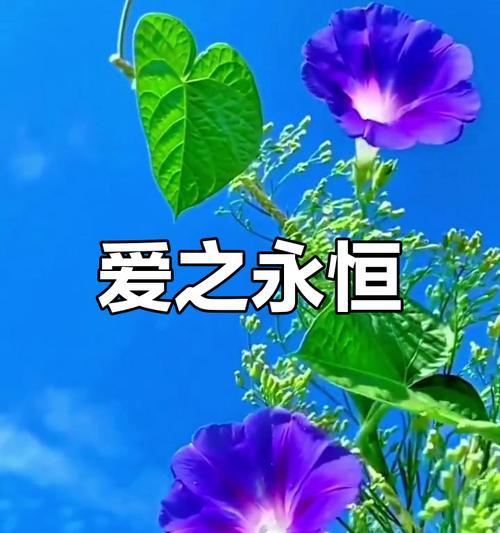 悲剧爱情花有哪些？它们的象征意义是什么？