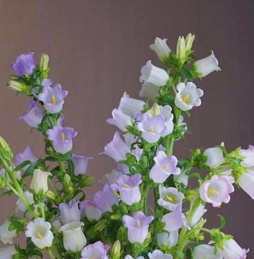 风铃花有哪些健康寓意？风铃花的花语是什么？