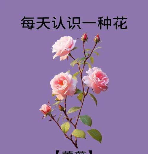 哪种花象征对妹妹的爱情？