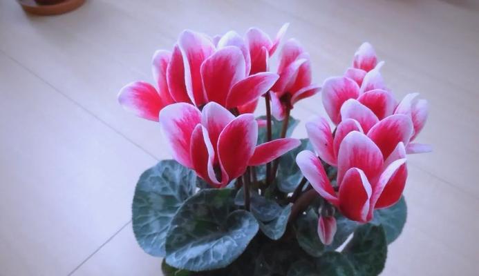 哪种花象征着家业兴旺？