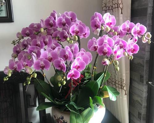 哪种花象征着家业兴旺？