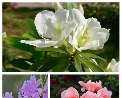 春节期间杜鹃花为何受欢迎？它代表了什么意义？