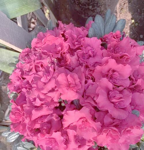 春节期间杜鹃花为何受欢迎？它代表了什么意义？