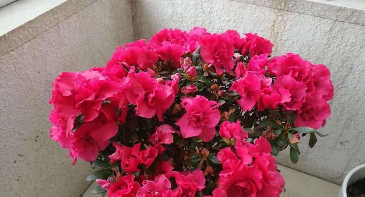 春节期间杜鹃花为何受欢迎？它代表了什么意义？