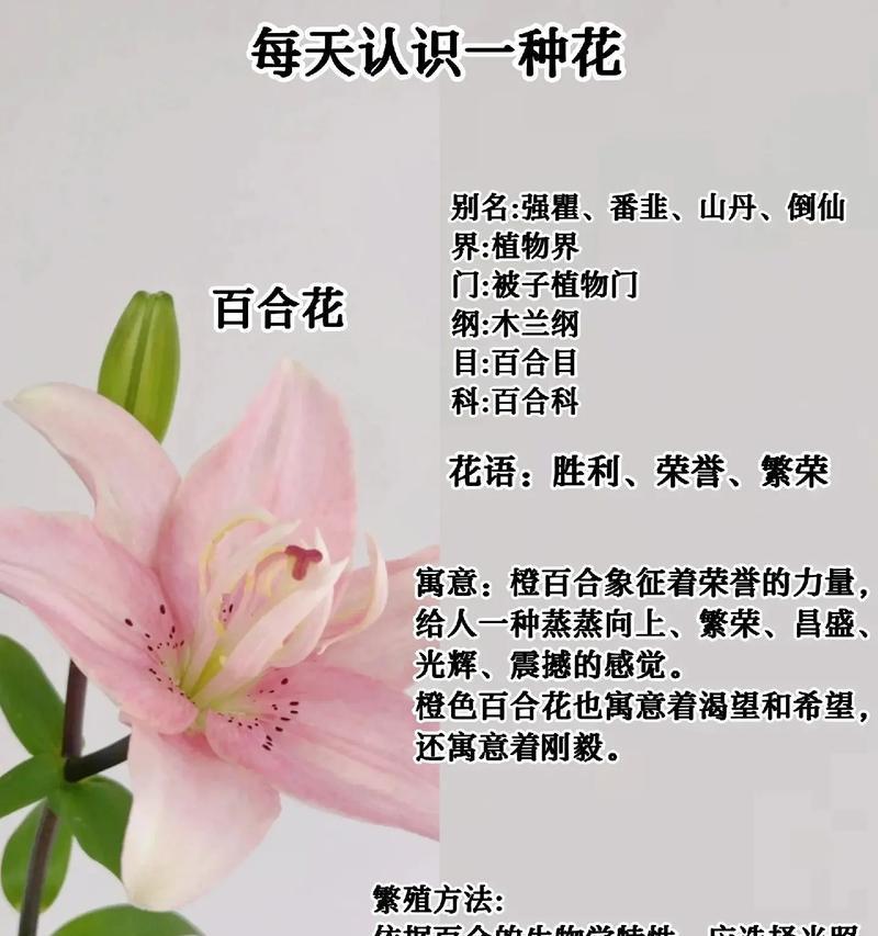 百合手捧花代表什么？如何选择合适的百合花？