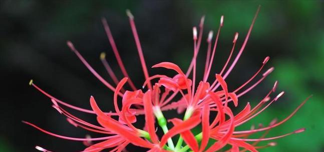 红色曼陀罗花象征着什么？红色曼陀罗花的寓意是什么？