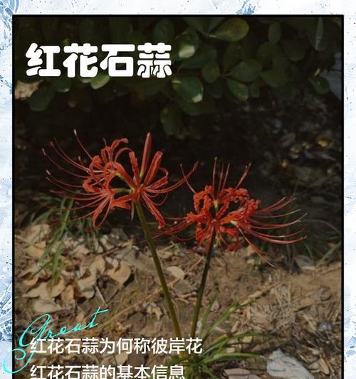 金色石蒜花的寓意是什么？它象征着什么？