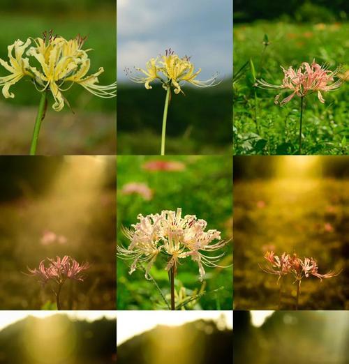 金色石蒜花的寓意是什么？它象征着什么？