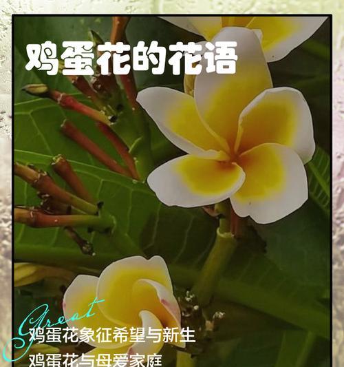 绿色花的花语与寓意是什么？绿色花卉象征什么？